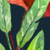 Colourful Leaves