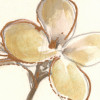Vintage Chrysanthemum