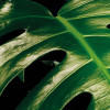 Tropical Wall
