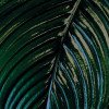 Tropical Wall
