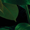 Tropical Wall