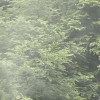 Forest Land