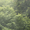 Forest Land