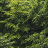 Forest Land