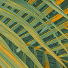 Neon Fern