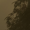 Foggy Sunshine