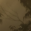 Foggy Sunshine