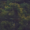 Foggy Firs