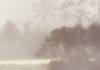Lac Tropical Pure