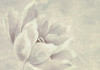 Water Lily