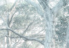 Magic Trees