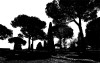 Pine Trees black-white