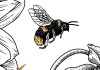 Bumble Bee