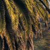 Paradise Falls