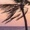 Palmtrees on Beach
