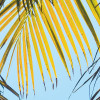 Under The Palmtree