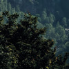 The Summit