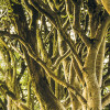 Golden Hedges