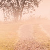 Misty Morning