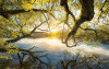 Golden Embrace