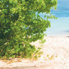 Palmy Beach