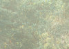 Madagascar Jungle