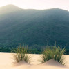 Vivid Dunes