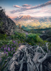 Flowering Tales