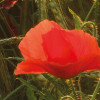 Poppy World I