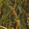 Poppy World I