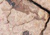 African Wall VII