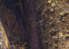 African Wall XII