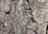 African Wall XIX