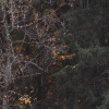 Autumn Cabin