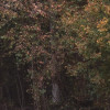 Autumn Cabin