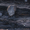 Colors of Earth VI