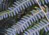Fern Canopy II