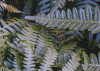 Fern Canopy II