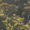 Mellow Woods