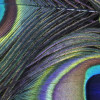 Plumage Detail