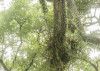 The Jungletree