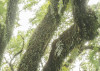 The Jungletree