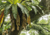 The Jungletree