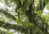 The Jungletree