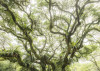The Jungletree