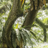The Jungletree