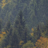 Waldgeheimnis