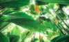 Dschungeldach II