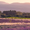 Lavender Dream