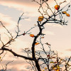 Norwegische Herbstwelten